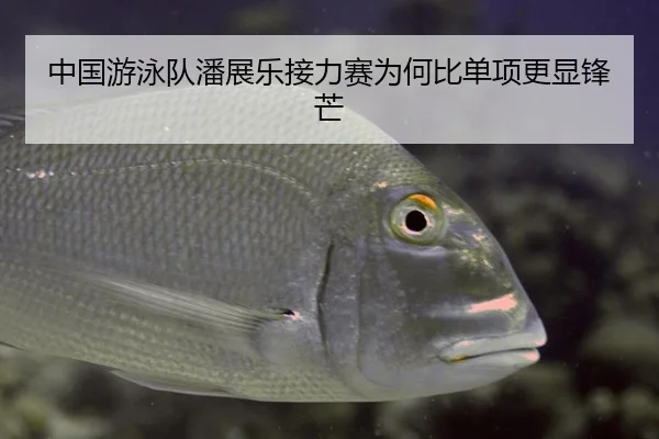 中国游泳队潘展乐接力赛为何比单项更显锋芒